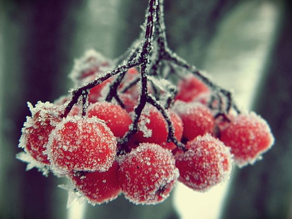 Снеженика ягода