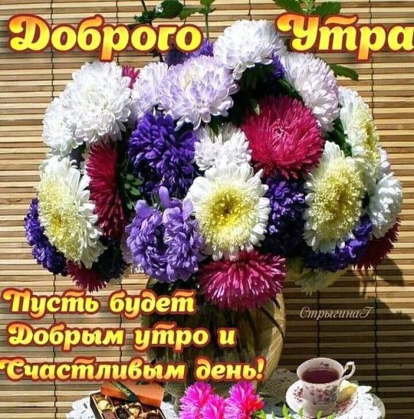 Пожелания с добрым утром с астрами