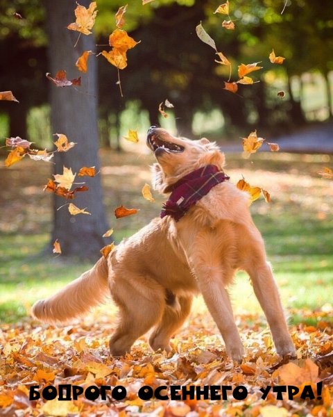 Добра осень