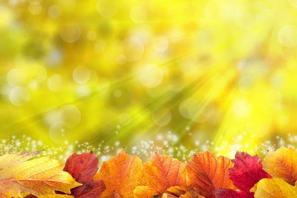 Красивый осенний фон