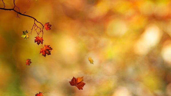 Красивый осенний фон