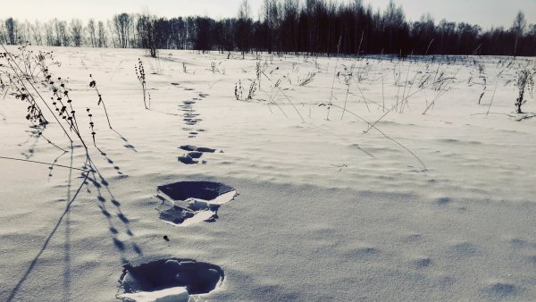 Зимний наст