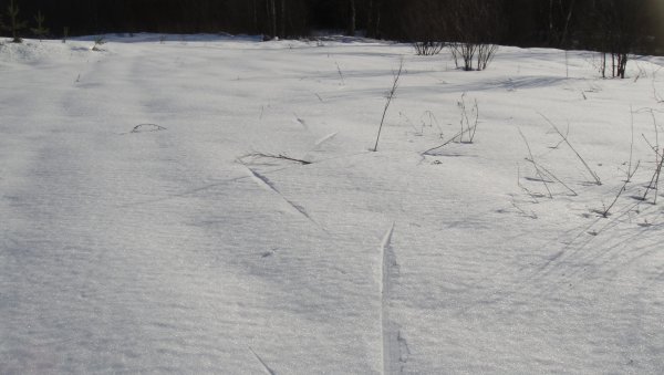 Снежная корка на снегу