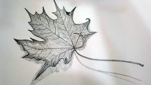 Кленовый лист рисунок карандашом