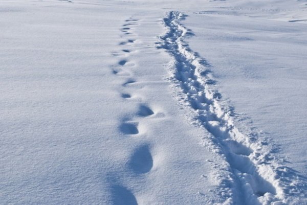 Зима следы на снегу