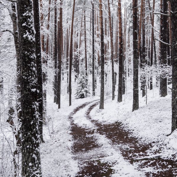 Снежная тропа