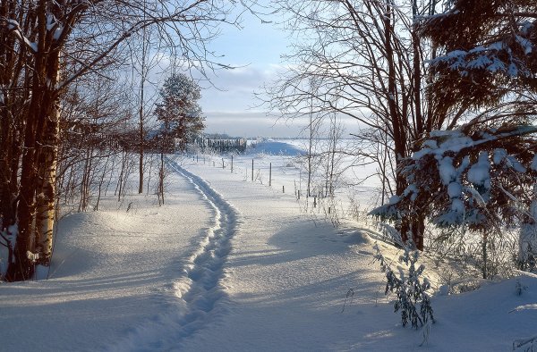 Зимняя тропинка