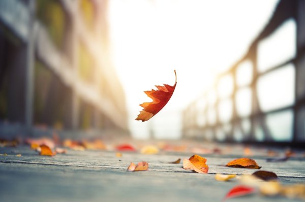 Лист на ветру