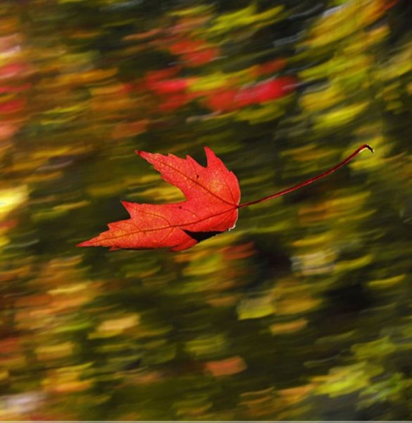 Осенние листья на ветру