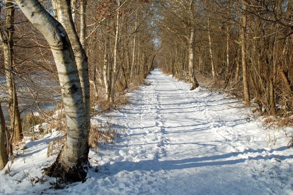 Тропинка в Снежном лесу