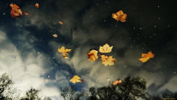 Осень ветер листья