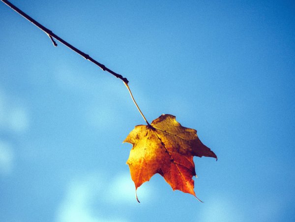 Падающие осенние листья