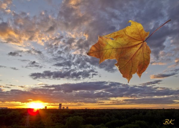 Лист на ветру