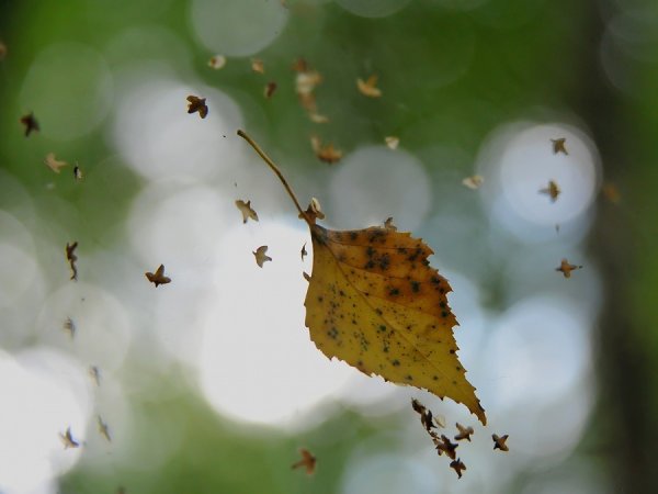 Лист на ветру