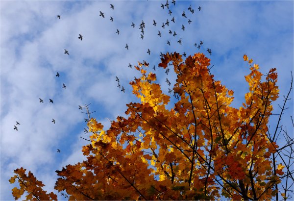 Листья кружатся