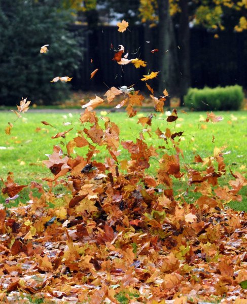 Падающие листья