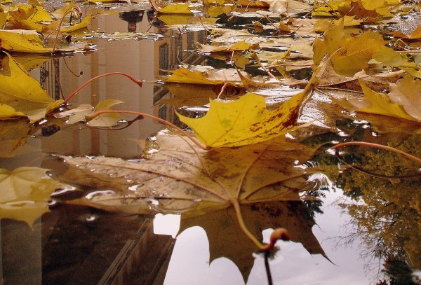 Лужи осенью