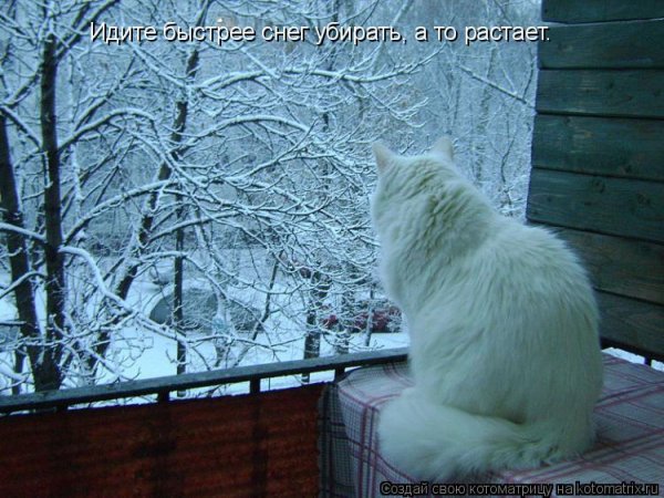 Зимние коты с надписями