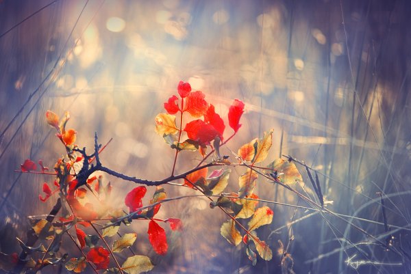 Осень нежность