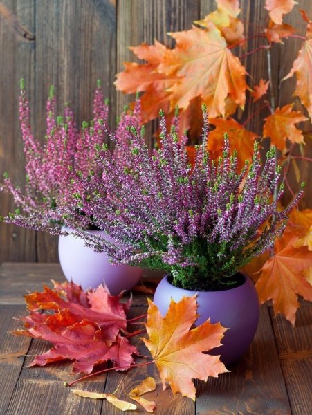 Пожелания хорошего дня с цветами осенними