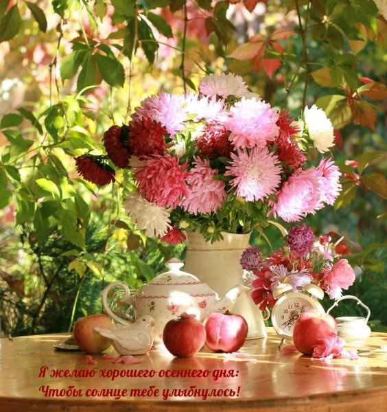 Август — астры, август — звезды, август — грозди