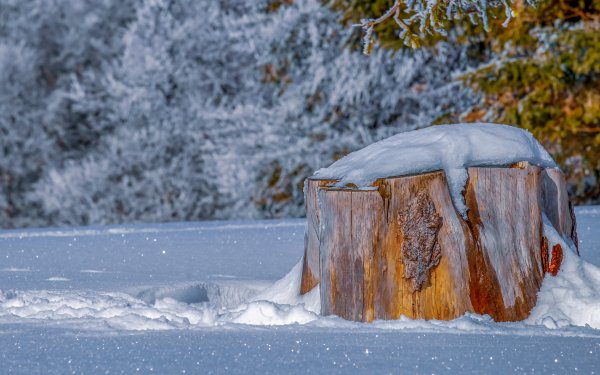 Пеньки в зимнем лесу