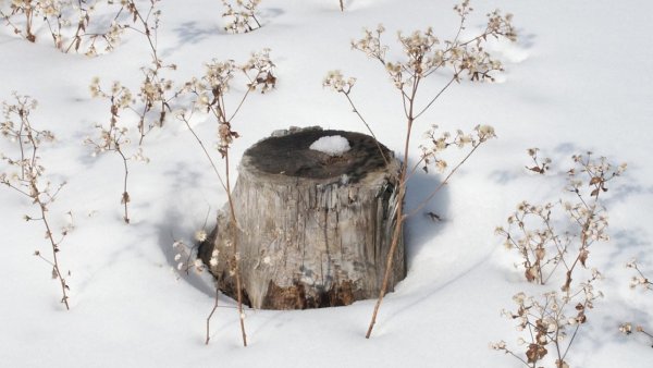 Пень зимой