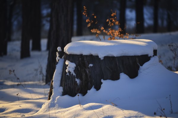 Пень в снегу