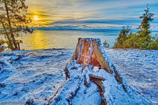 Пенек в зимнем лесу