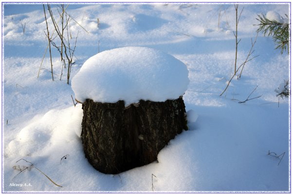 Пенек в снегу