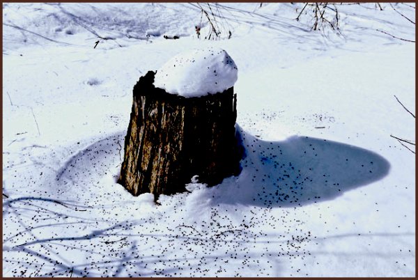Пенек зимой