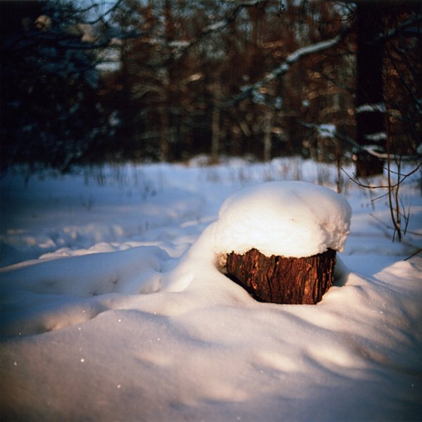 Пеньки в лесу зимой