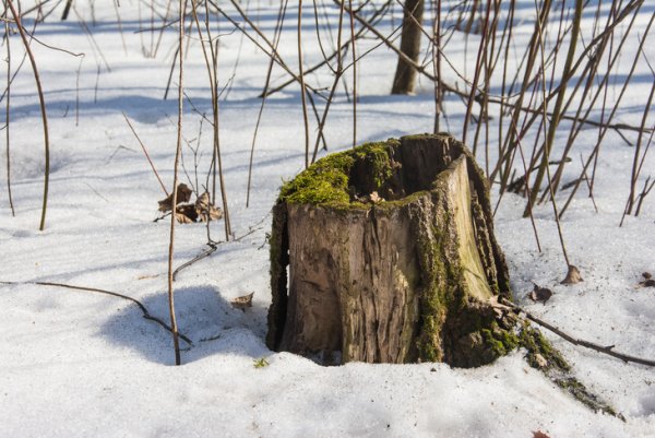 Пеньки в лесу зимой