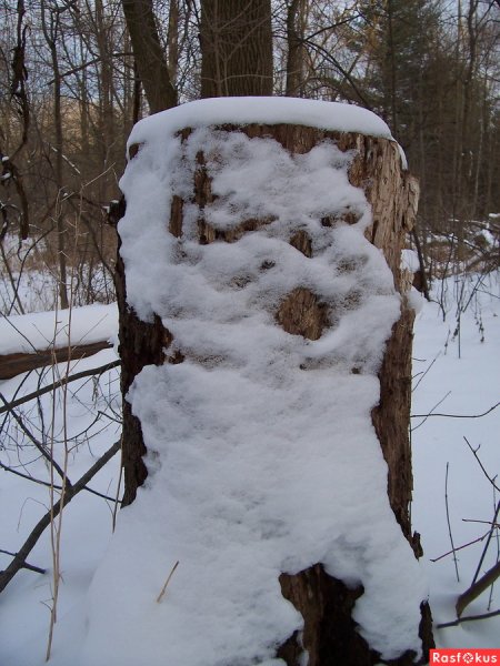 Пенек в зимнем лесу