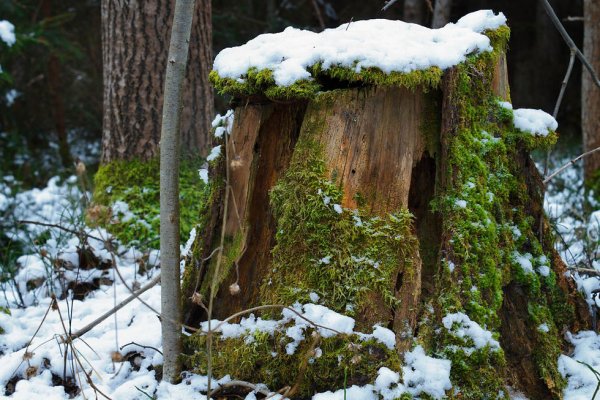 Пень в зимнем лесу