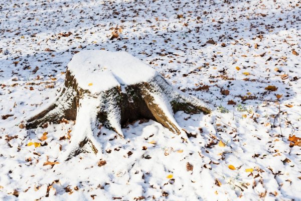 Пеньки зимой