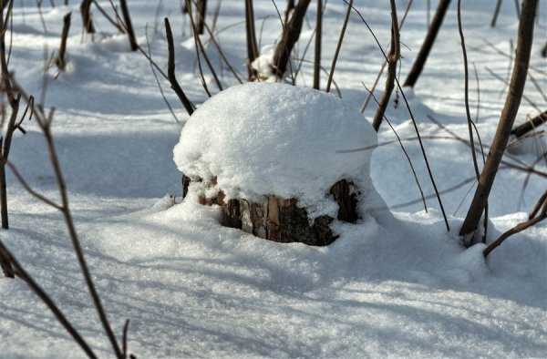 Пень под снегом