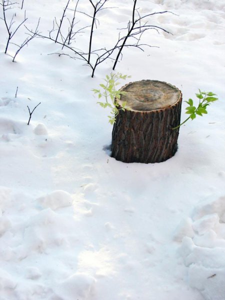 Зимний пенек