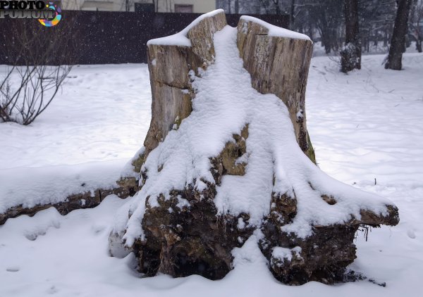 Пень в снегу