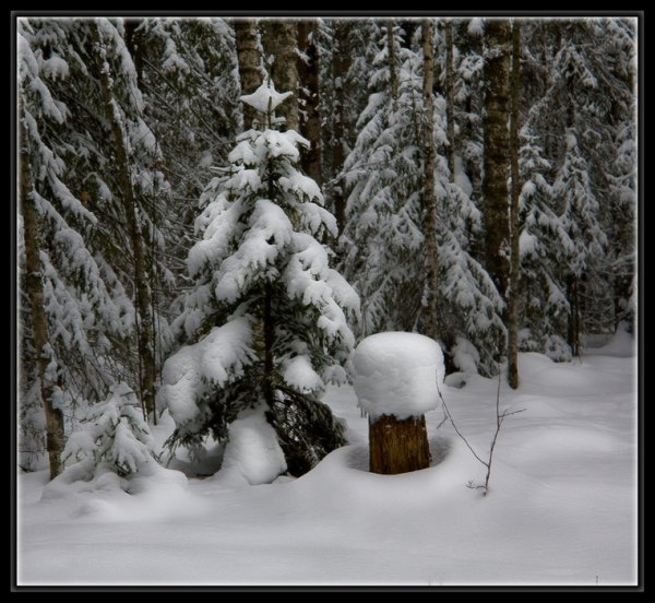 Пенек в зимнем лесу