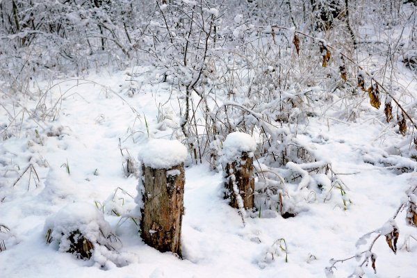 Пень в лесу зимой