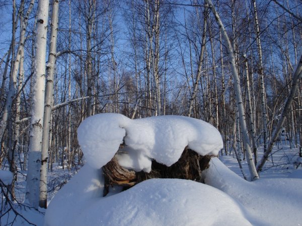 Пень в лесу зимой