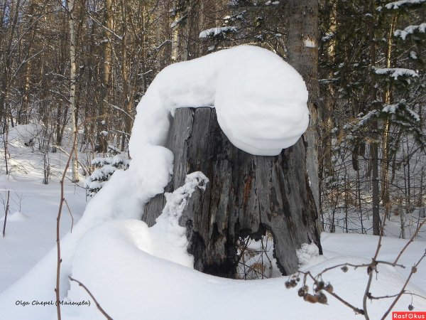 Заснеженный пень