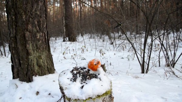Пенек в зимнем лесу