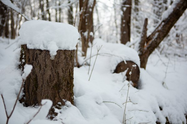 Заснеженный пень