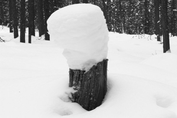 Пень под снегом