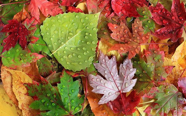 Осень листья