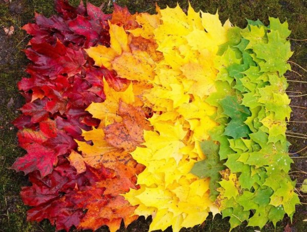 Ботанический сад фестиваль клена