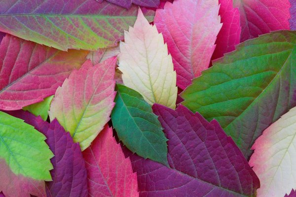 Разноцветные листья