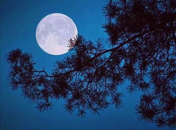 Луна сосны